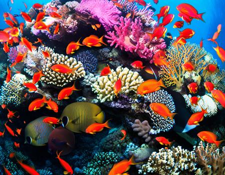 Coral and Coral reef fish (from Photos of The Red Sea)版本For Animagine v1.04 (ID: 770794)