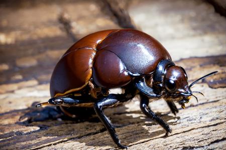 EdobBugs