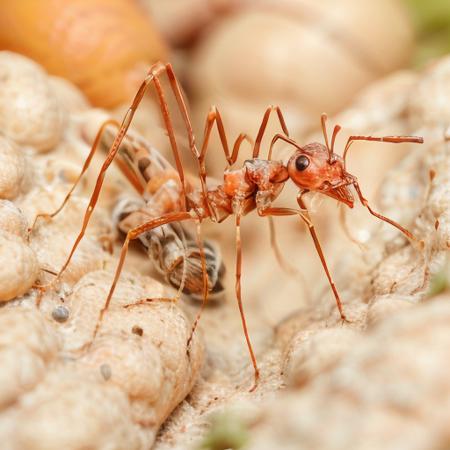 Ant LoRa