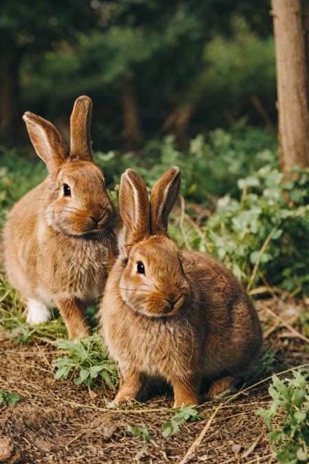 Tutu's favorite (cute bunny)\图图的心头好（可爱小兔）