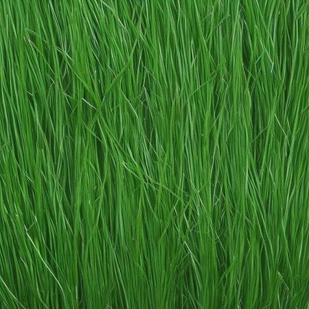 Grass texture