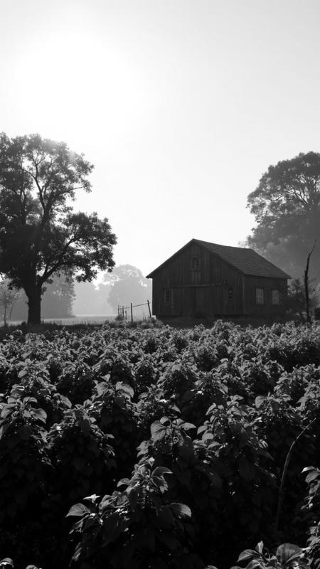 Grayscale Dreams