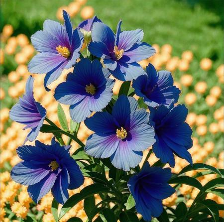 summer flower
