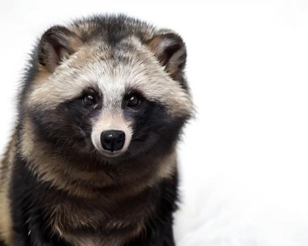 Raccoon_dog