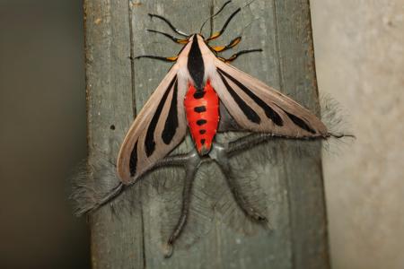 Edob Creatonotos Gangis版本v1.2 (ID: 115289)