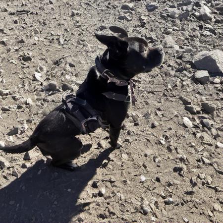 Kenda Dog