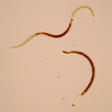 caenorhabditis_elegans