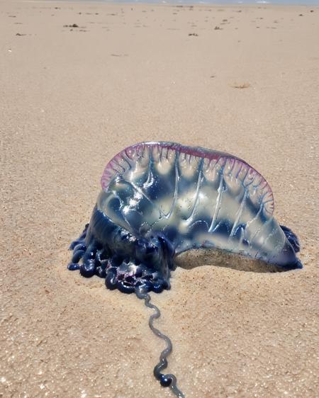Portuguese Man O' War