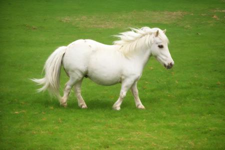 AgainPony