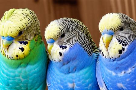 EdobBudgies