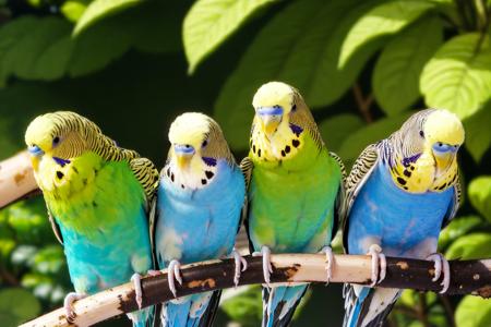 EdobBudgies