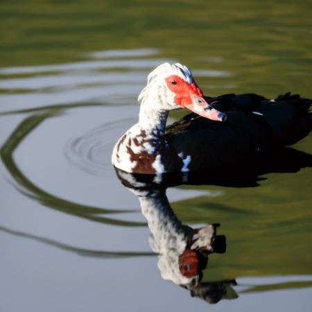 Muscovy Duck