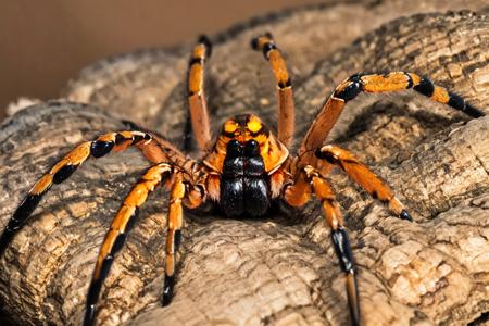 EdobSpider