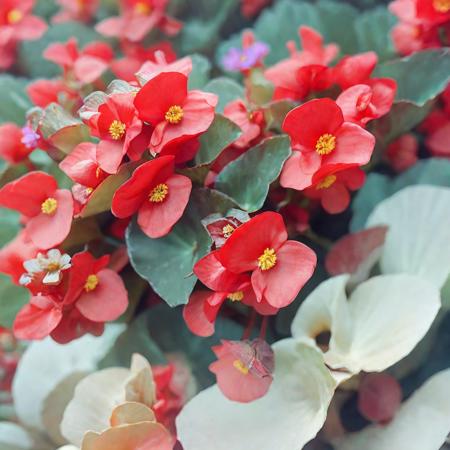 Begonia Cucullata版本Pony V0.1 (ID: 532886)