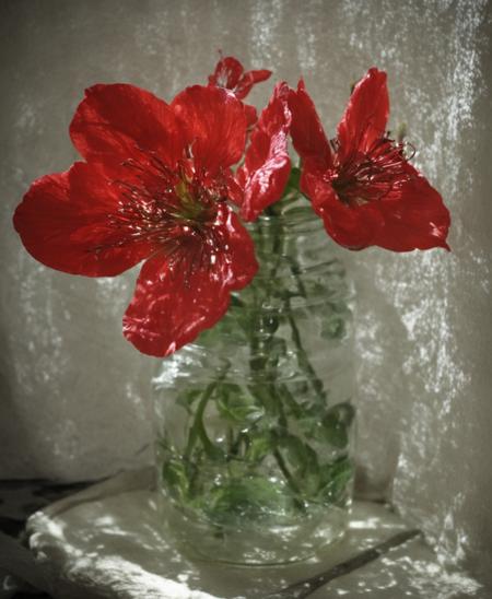 Flowers and shadow. SDXL