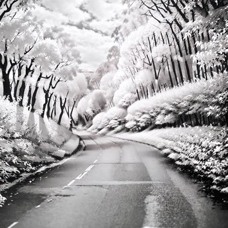 Infrared Photography SD15