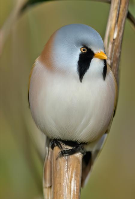 Bird - Panurus biarmicus (Bearded reedling)