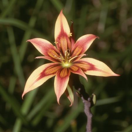 Australian Wildflowers