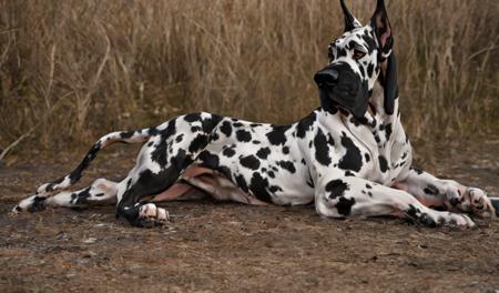 great_dane_dog