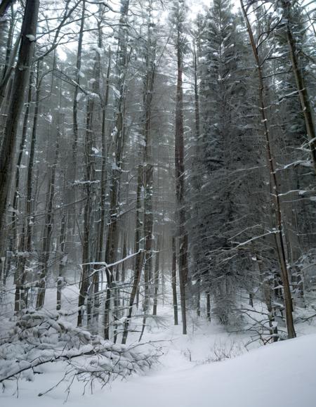 Snowy Forest