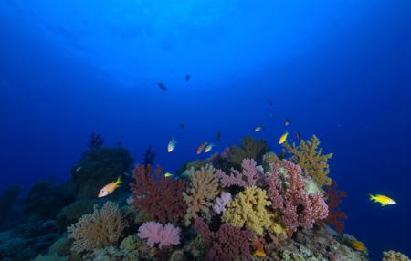 FLUX Underwater Photography - The Aesthetic World of the Deep Sea