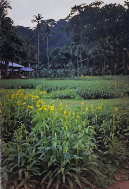 c41_zenit_kodakgold