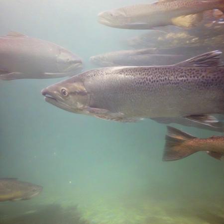Salmon lora