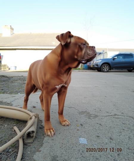 DJZ Big Doggo