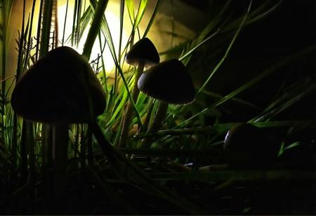 GrassShrooms_(Dark/Low Key/Night photography - Psilocybe semilanceata in grass)