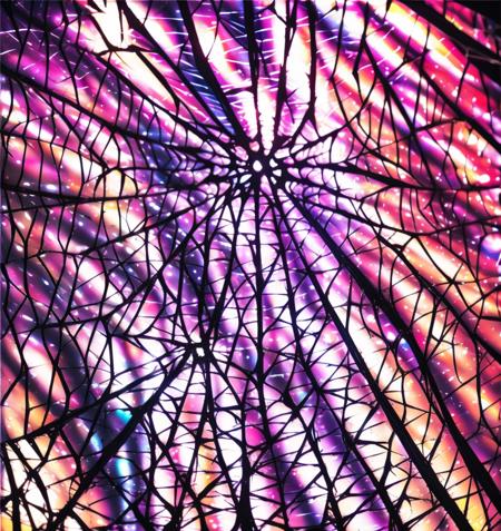 Spider Web