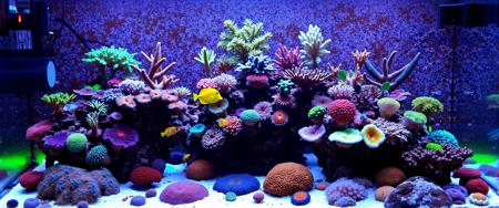 Saltwater Reef Tank