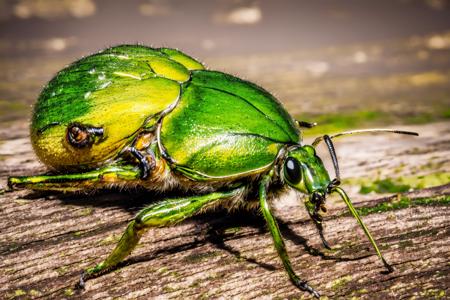 EdobBugs