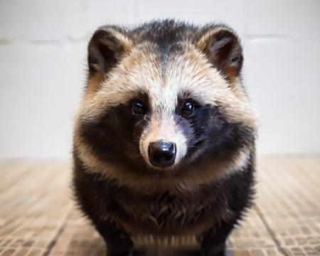 Raccoon_dog
