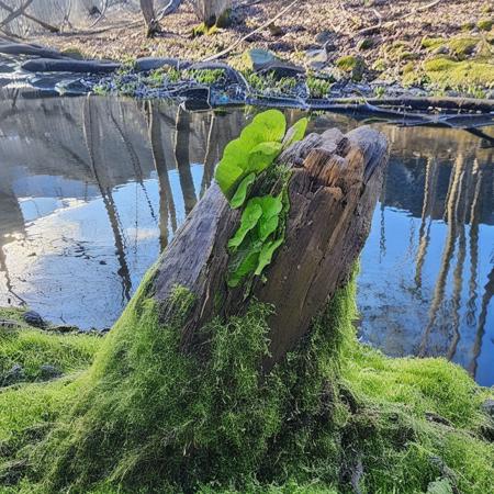 Moss_River