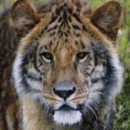 Animal Faces-HQ v2 (AFHQ) - Debias Estimation Loss Comparison Test版本Without (ID: 230533)