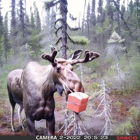 Trailcams footage版本SDXLv1.0 (ID: 666803)