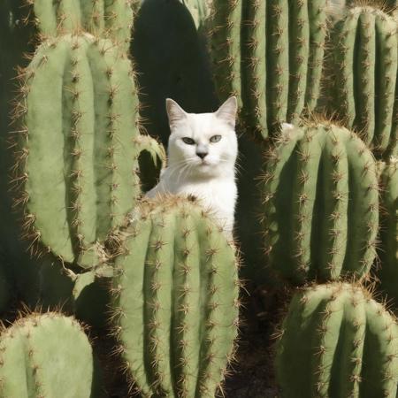 Cactus