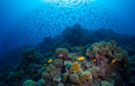 FLUX Underwater Photography - The Aesthetic World of the Deep Sea