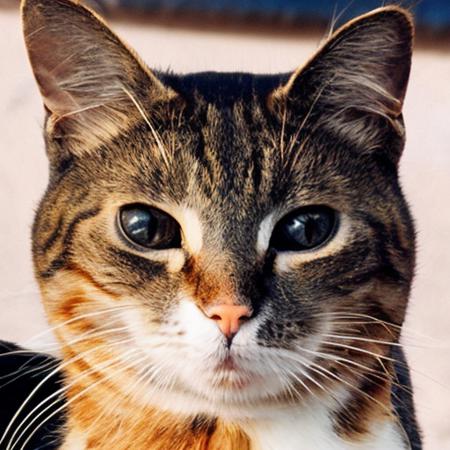 Animal Faces-HQ v2 (AFHQ) - Debias Estimation Loss Comparison Test
