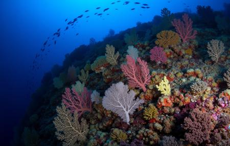 FLUX Underwater Photography - The Aesthetic World of the Deep Sea