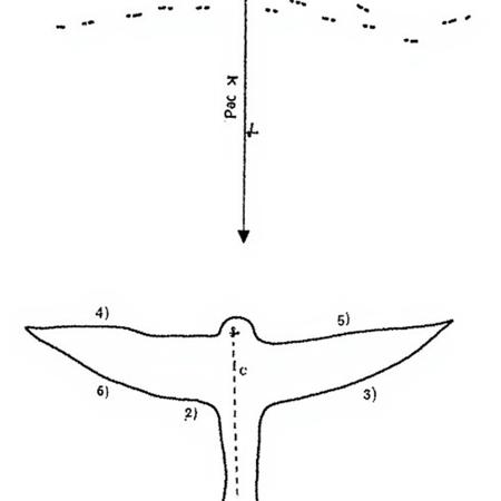 5 WALKA DIAGRAMS