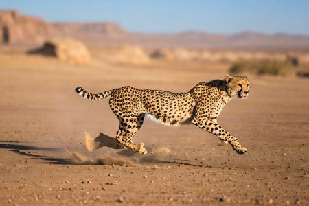 EdobCheetah