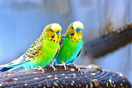 EdobBudgies