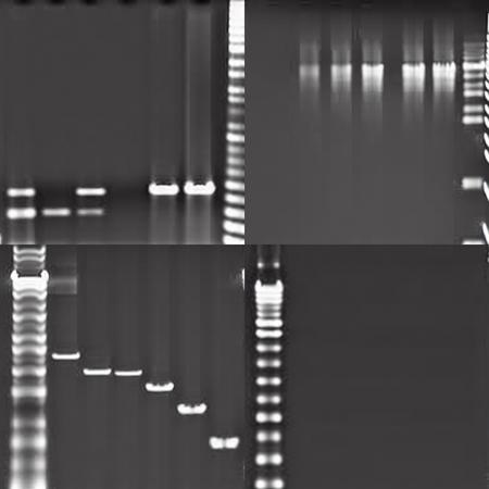 Electrophoresis-V1