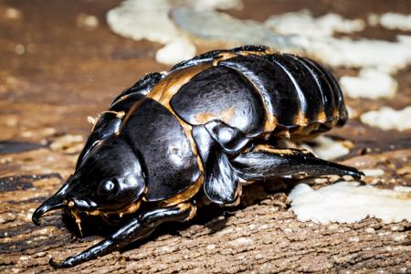 EdobBugs