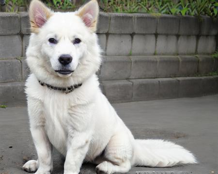 Kintamani-Bali dogs