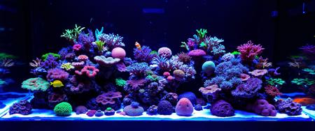 Saltwater Reef Tank
