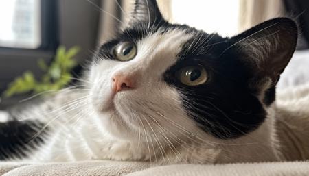 Tuxedo Cat FLUX