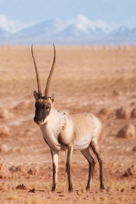 藏羚羊 | གཙོད་ | Tibet Antelope | Chiru |Pantholops Hodgsonii版本male (ID: 114528)