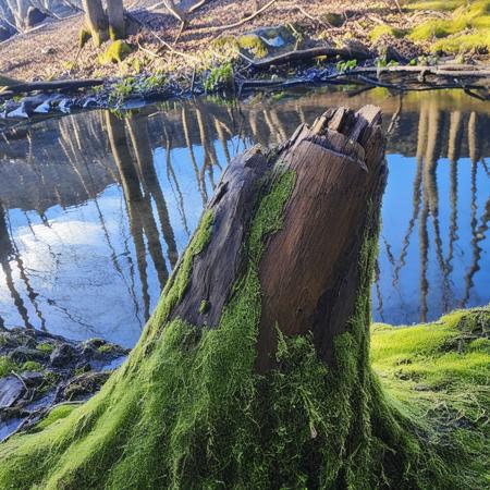 Moss_River